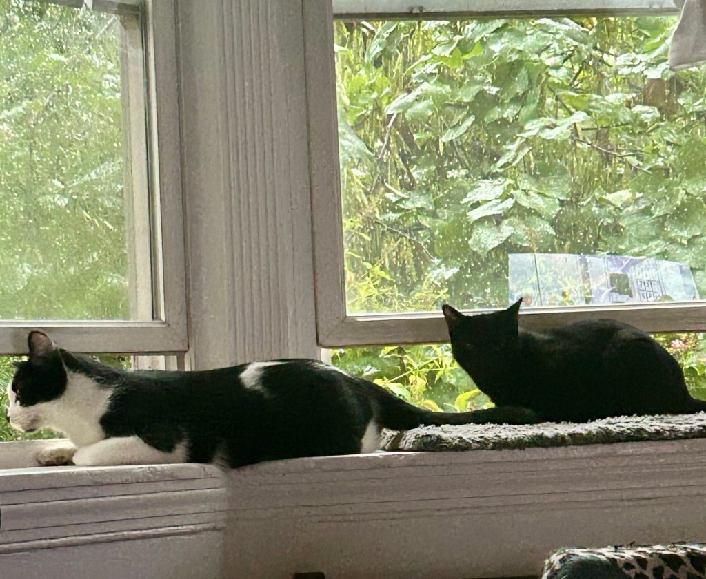 Two young cats, one a big tuxedo and one a smaller black cat, sit in a bay window on a rainy day.