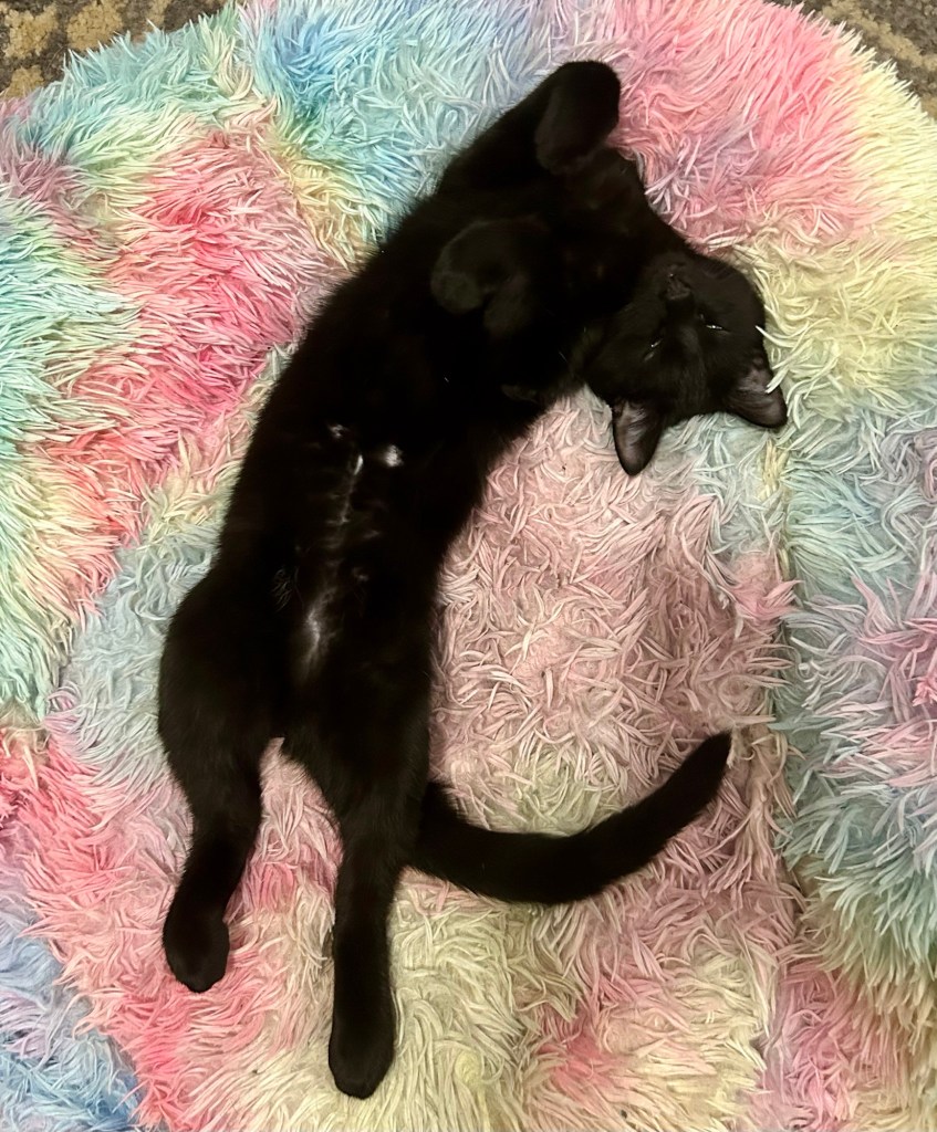 A sweet little black cat lies on a rainbow colored dog bed with his tummy exposed.