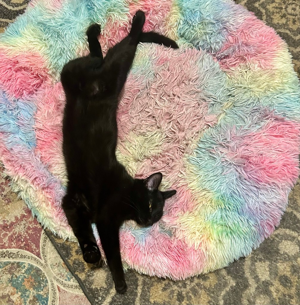 A young black cat performs an enormous stretch on a rainbow colored dog bed.