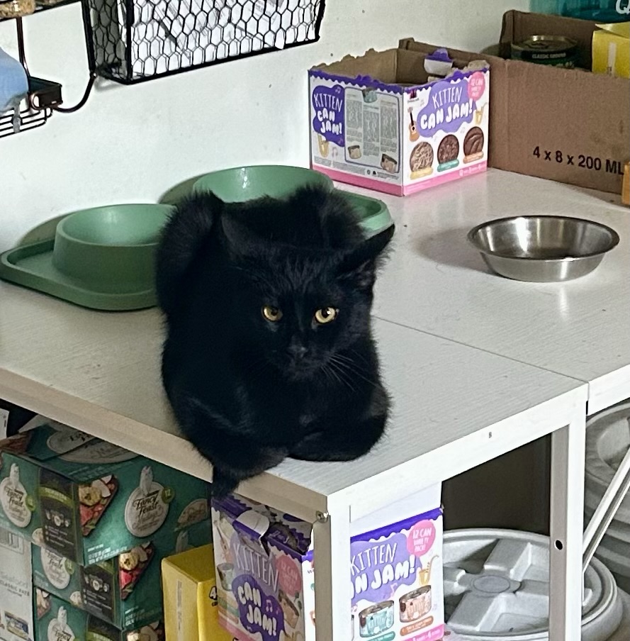 A young black cat sits on top of a kitchen work table in loaf position next to some very empty bowls.