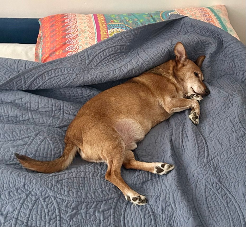 A handsome little yellow dog sleeps on a bed covered in a ble blanket.