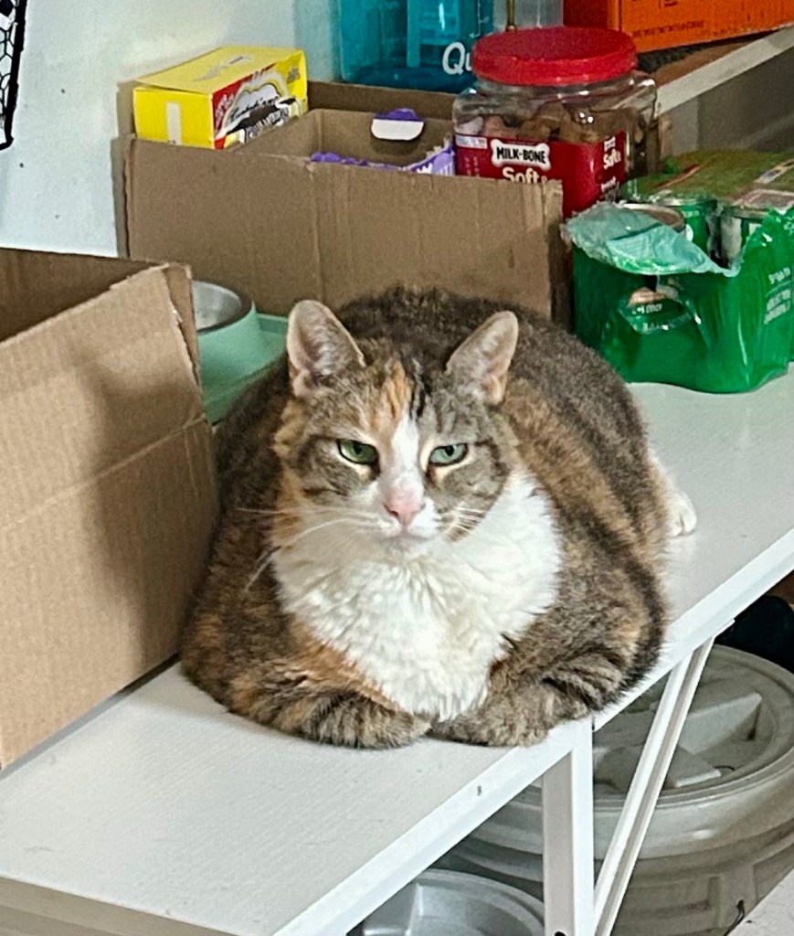 A large, pretty, stripy calico cat sits in loaf position atop a kitchen work table.