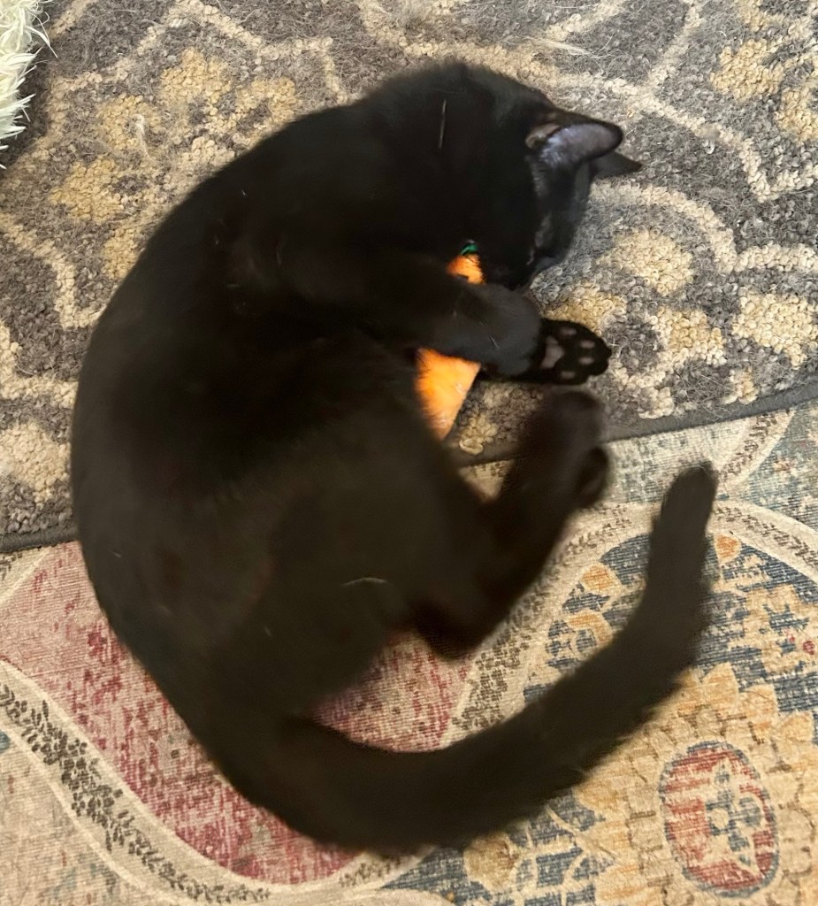A black cat curls himself around a carrot-shaped cat toy.