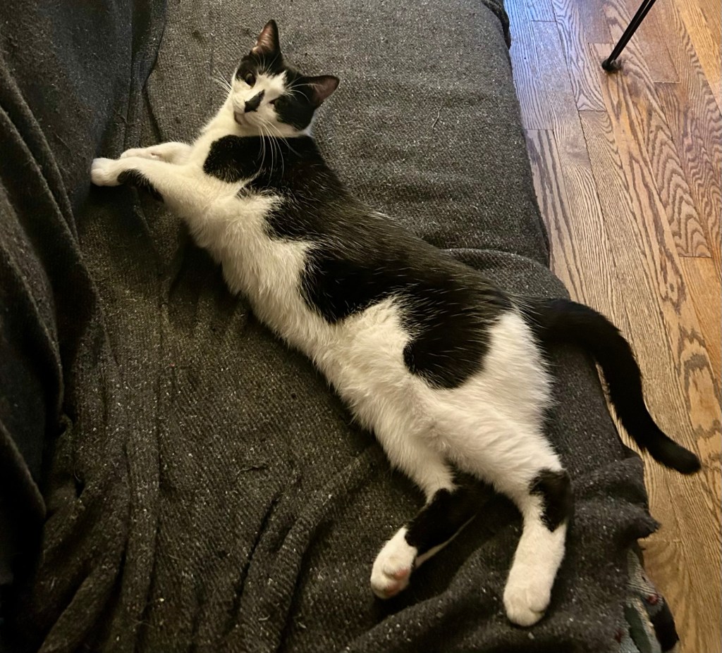 A magnificent tuxedo cat lounges on a couch.