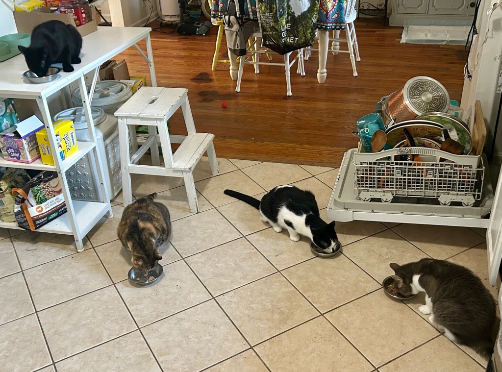 Four cats hunch over bowls eating in a kitchen.  A young black cat eats his food on top of a kitchen work table, while the others eat on the floor.