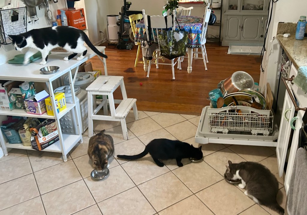 Same cats, same kitchen, but this time the black cat has traded places with his big tuxedo brother.