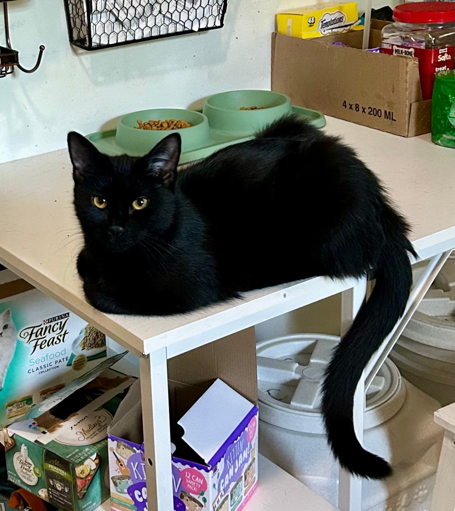 A black cat sits in loaf position atop a work table with his curled tail hanging over the side.