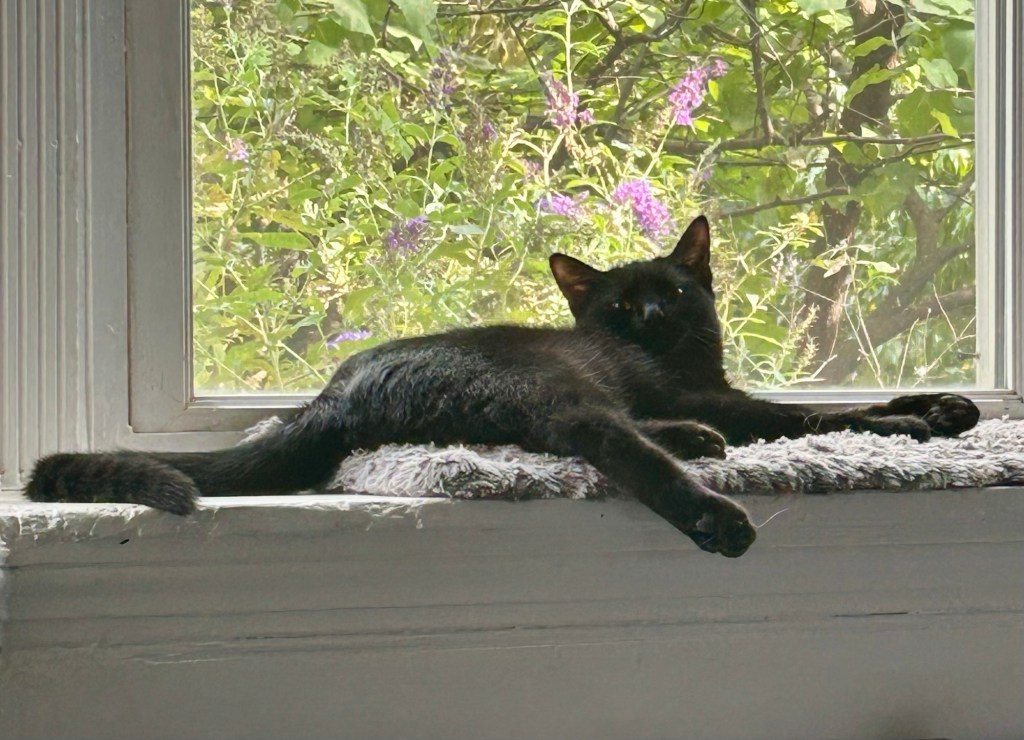 A young black cat lounges all stretched out in a bay window.  He is all legs and tail.