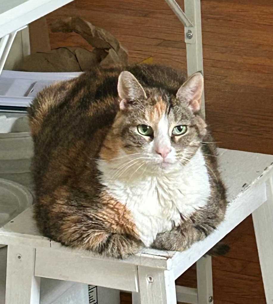 A pretty calico cat sits in loaf position atop a wooden step stool in a kitchen.