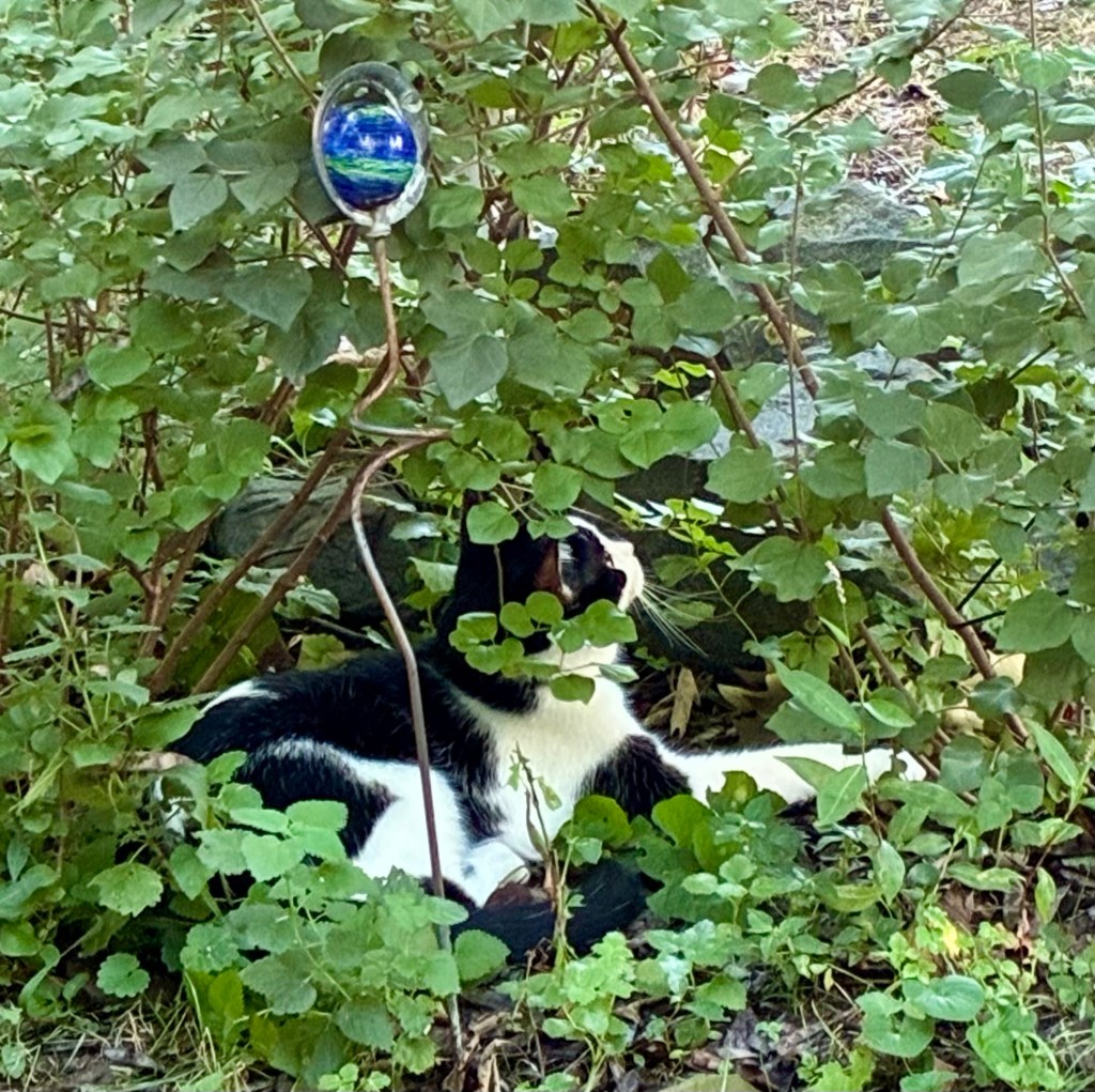 A handsome black and white cat hides in a bush and looks upon at the sky hopefully.
