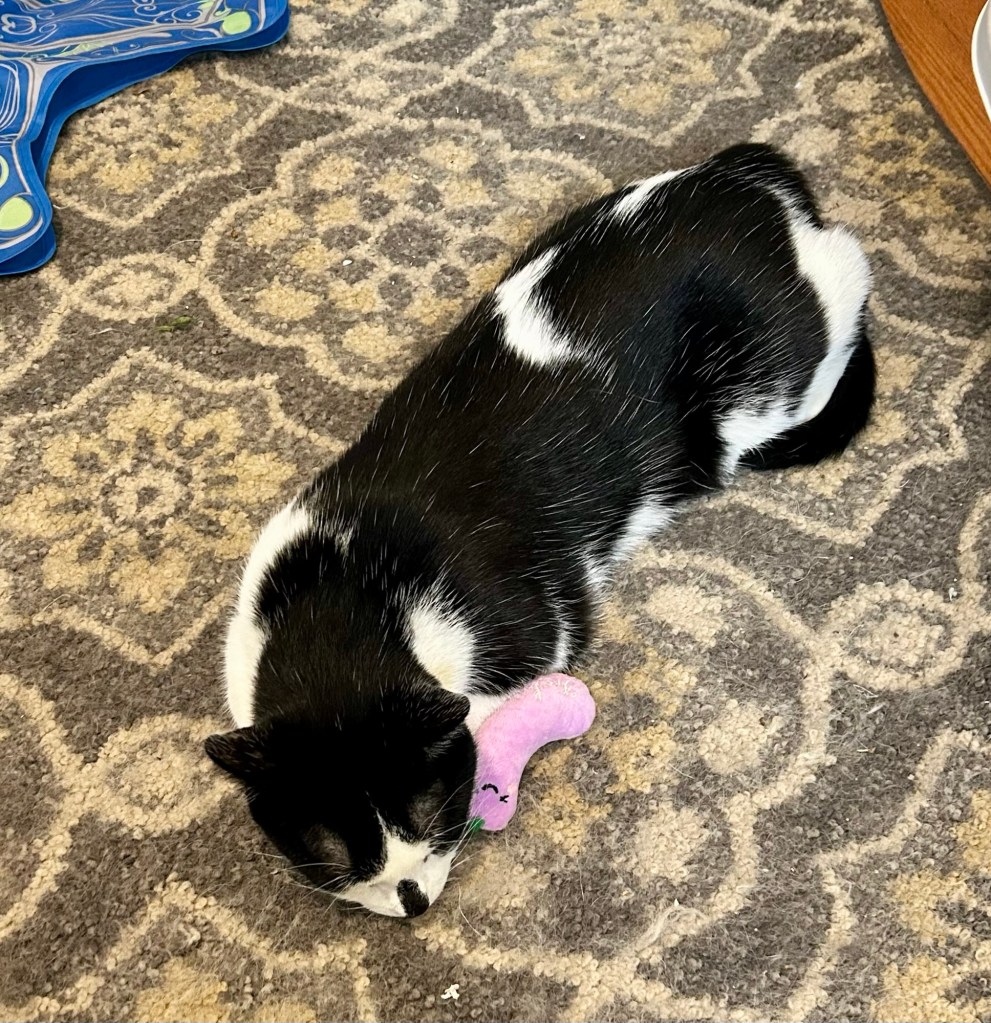A handsome black and white cat lies on his tummy next to an eggplant-shaped cat toy.
