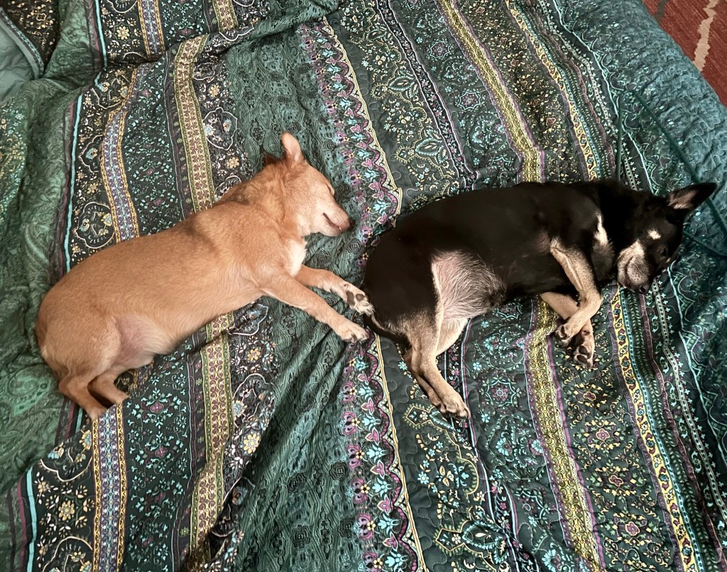 A little black dog and a little yellow dog sleep peacefully on a big bed.