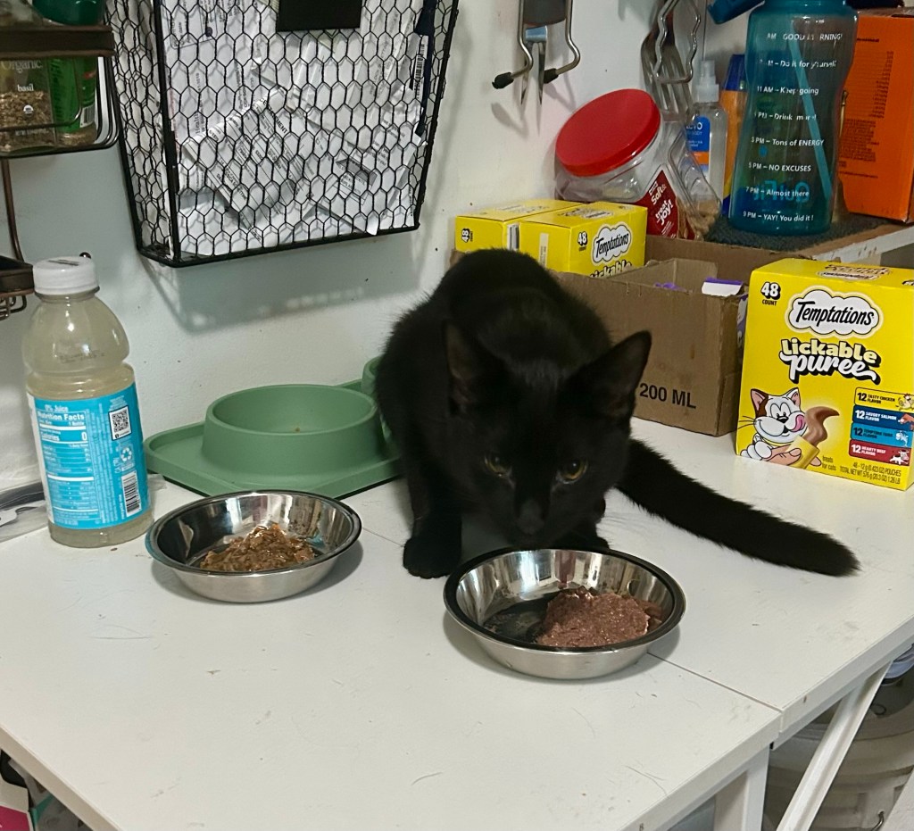 A young black cat crouched over two bowls of wet food.