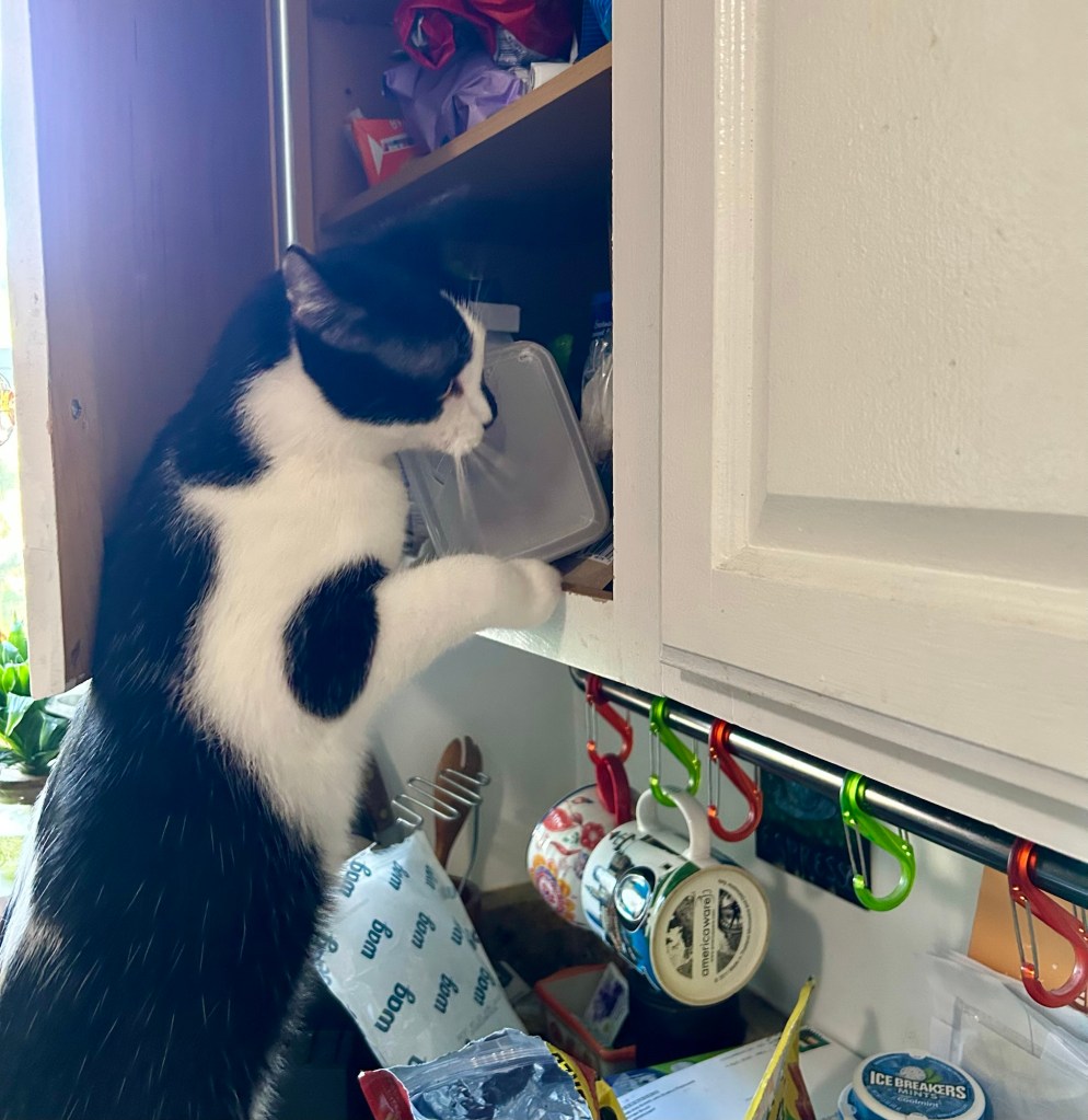 A black and white cat stands on his back legs on top of a kitchen counter and investigates the contents of a cabinet.
