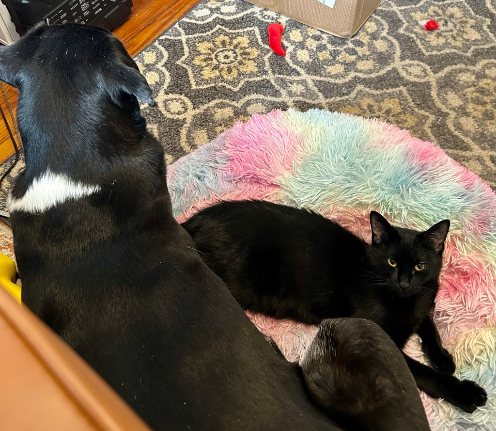 A young black cat lounges on a rainbow colored dog bed next to a huge black hound with white markings.