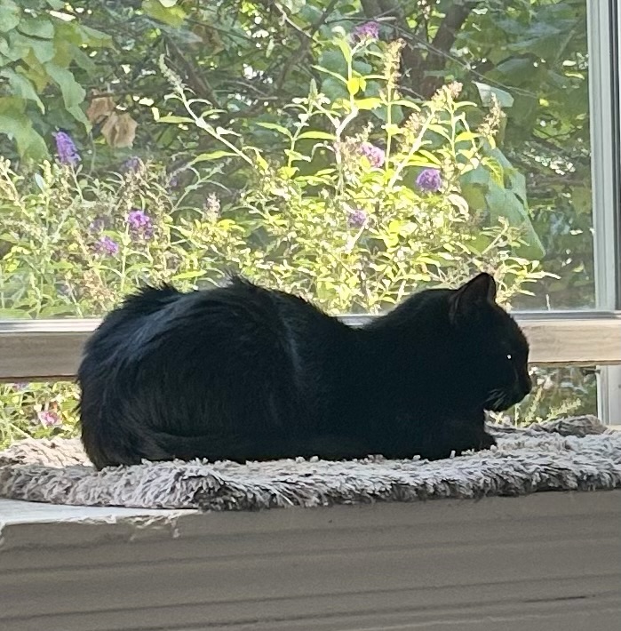 A young black cat sits in loaf position in a bay window.