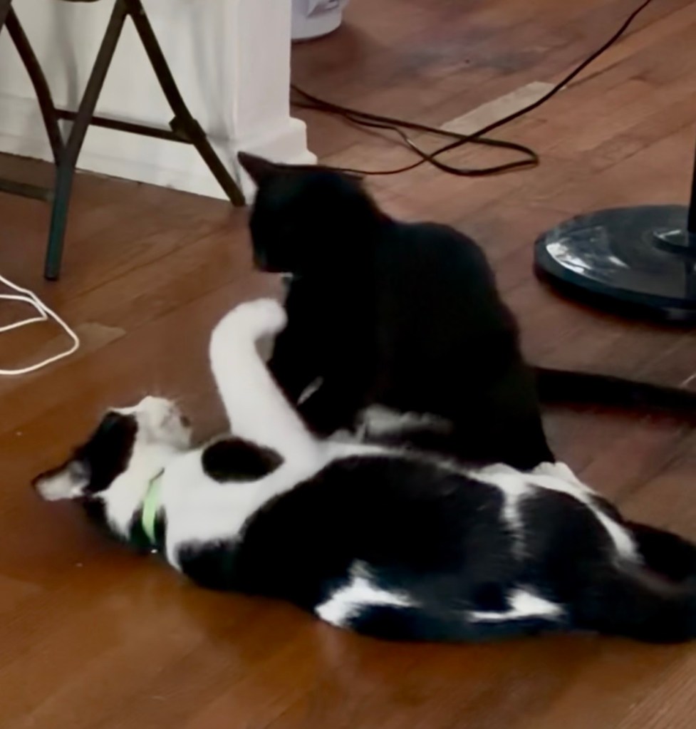 A black kitten wrestles with a big tuxedo cat.  The little guy is on top of the big guy and appears to have the upper paw, at least for now.