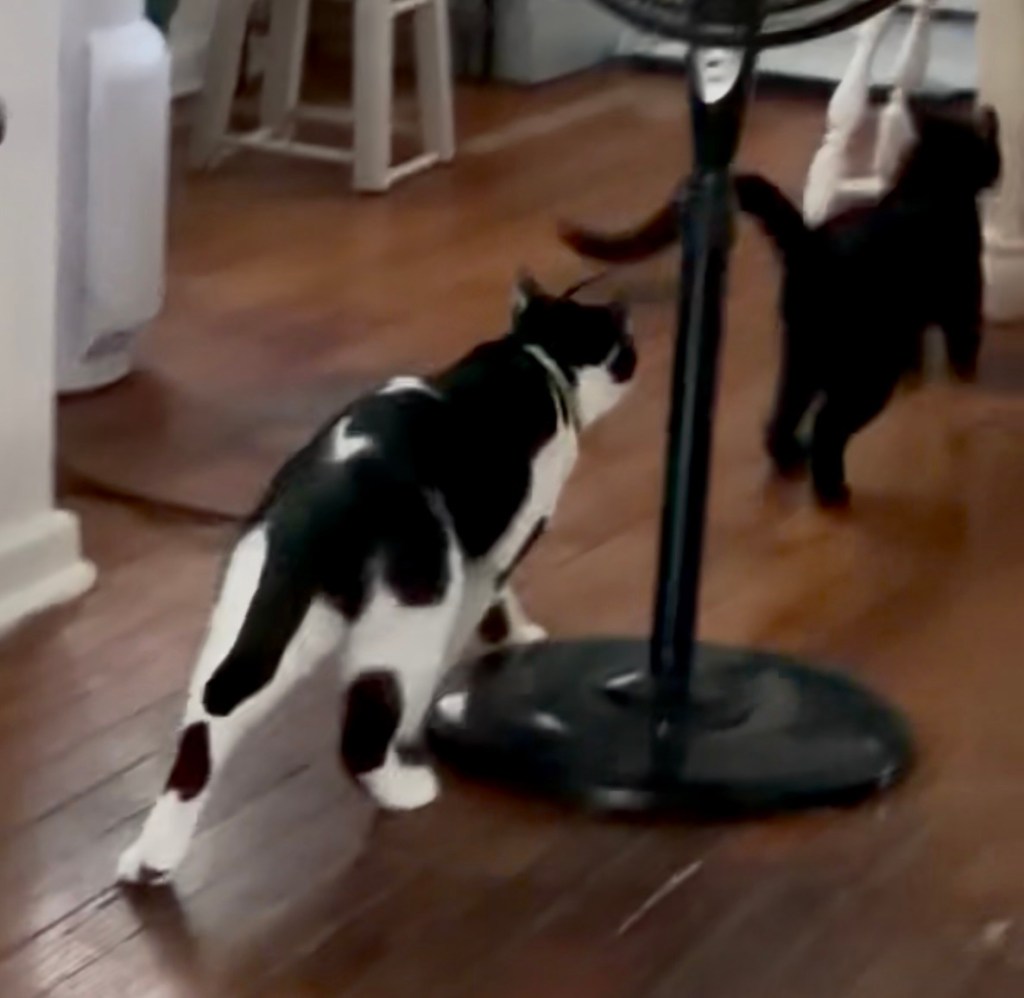 The big tuxedo chases the black kitten away.