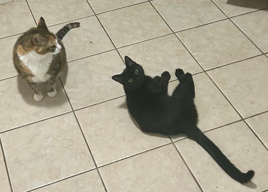 A pretty calico cat sits on a kitchen floor and looks over at a young black cat who is all stretched out and displaying a very long tail.
