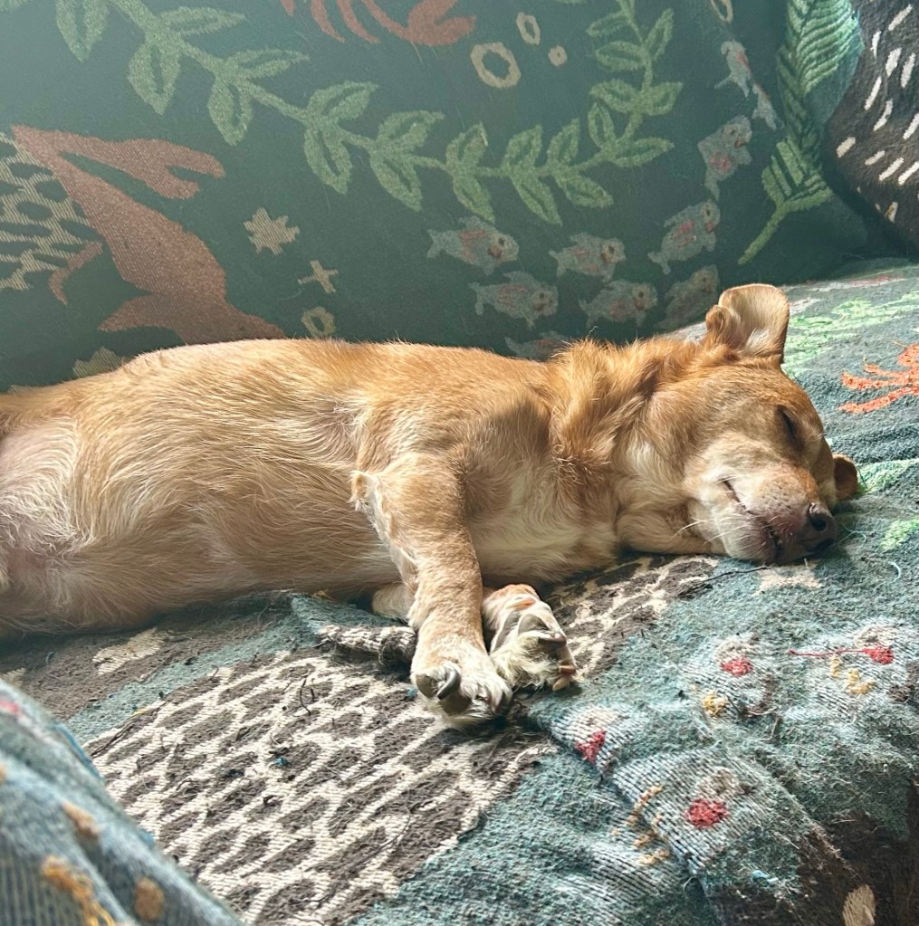 A handsome little yellow dog snoozes happily on a loveseat.