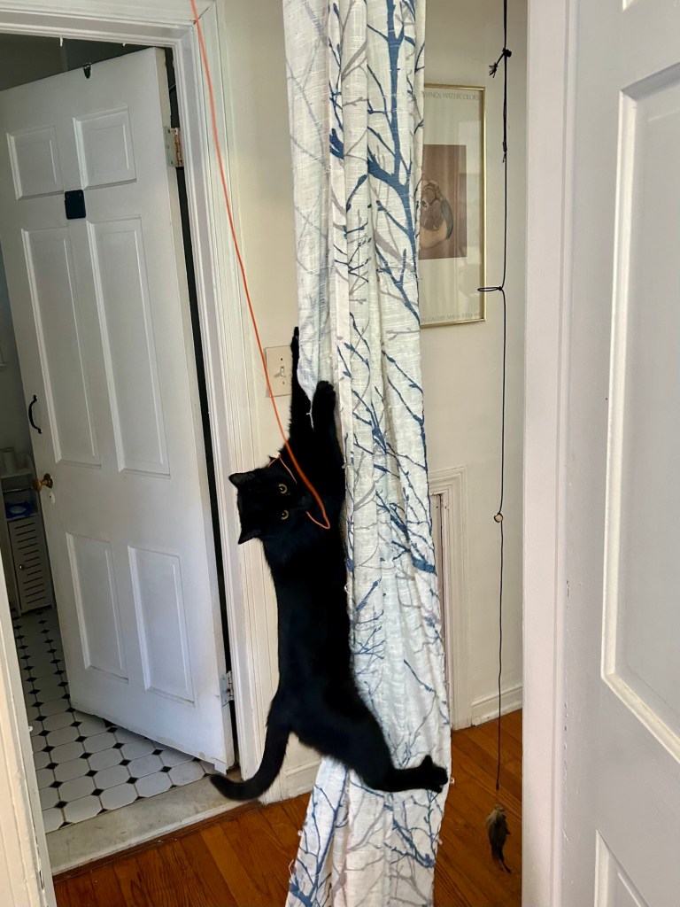 A young black cat climbs halfway up a curtain hanging in a door.  He holds an orange string, dangling from the doorframe, triumphantly in his mouth.