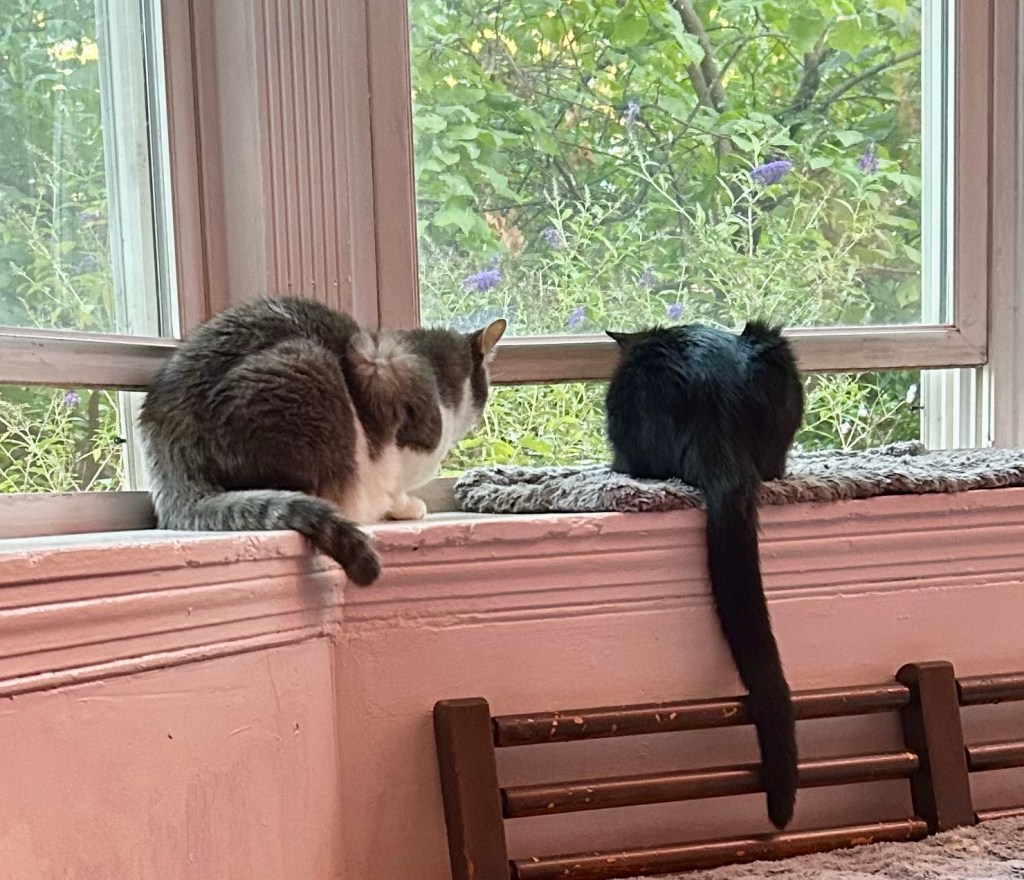 Two cats, a grey tabby and all black cat, sit on the wide ledge of a bay window and look out.