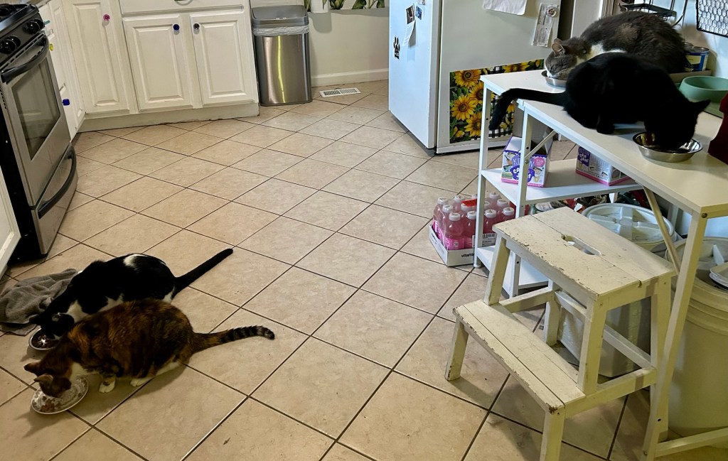 Four cats eat together in a kitchen, two on a work table and two on the floor.