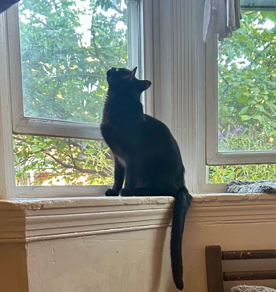 A handsome young black cat sits in a bay window looking up.