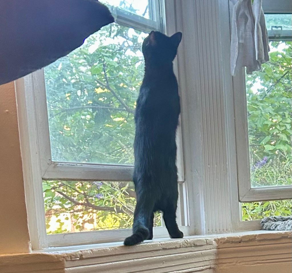 Same black cat, but now he is balancing on his back paws.