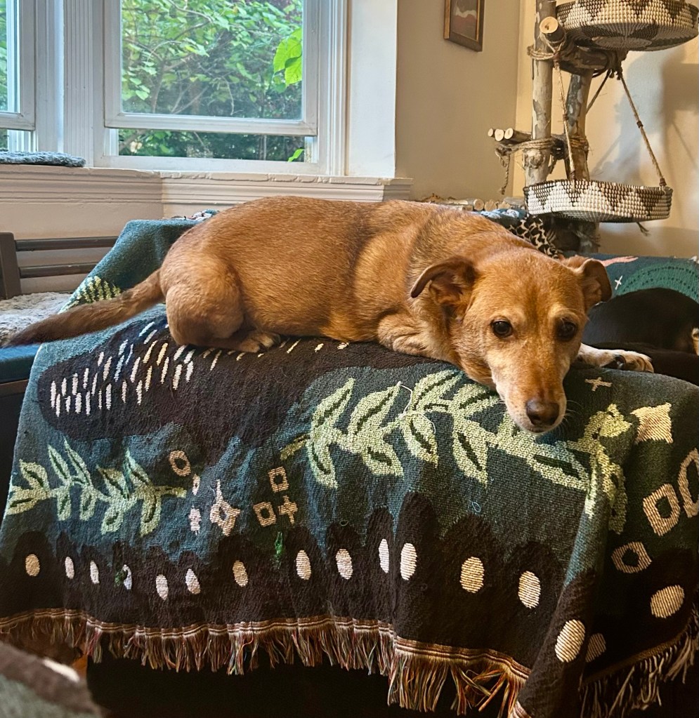 A little yellow dog lounges on the armrest of a loveseat.