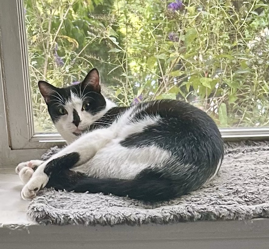 A tuxedo cat is curled up in a bay window, just recently awoken from a nap.