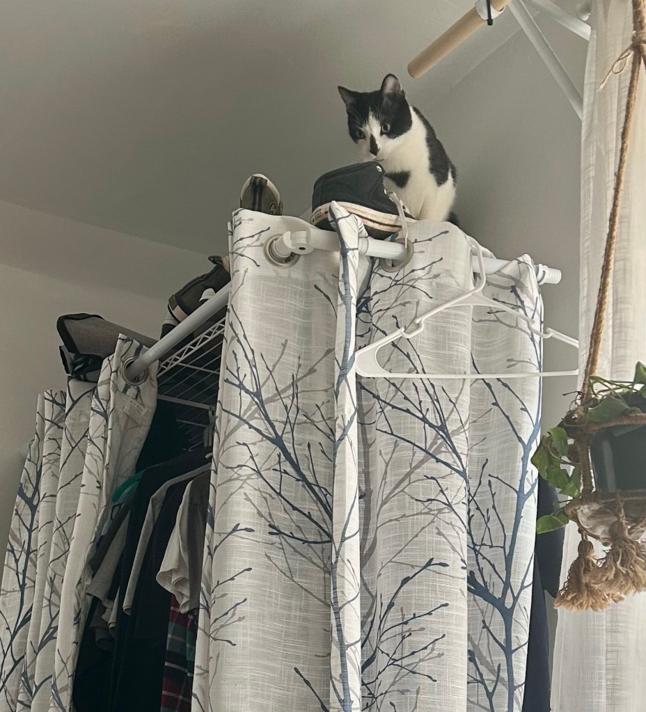 A tuxedo cat perches atop a wardrobe in a bedroom and looks down at his interlocutor.