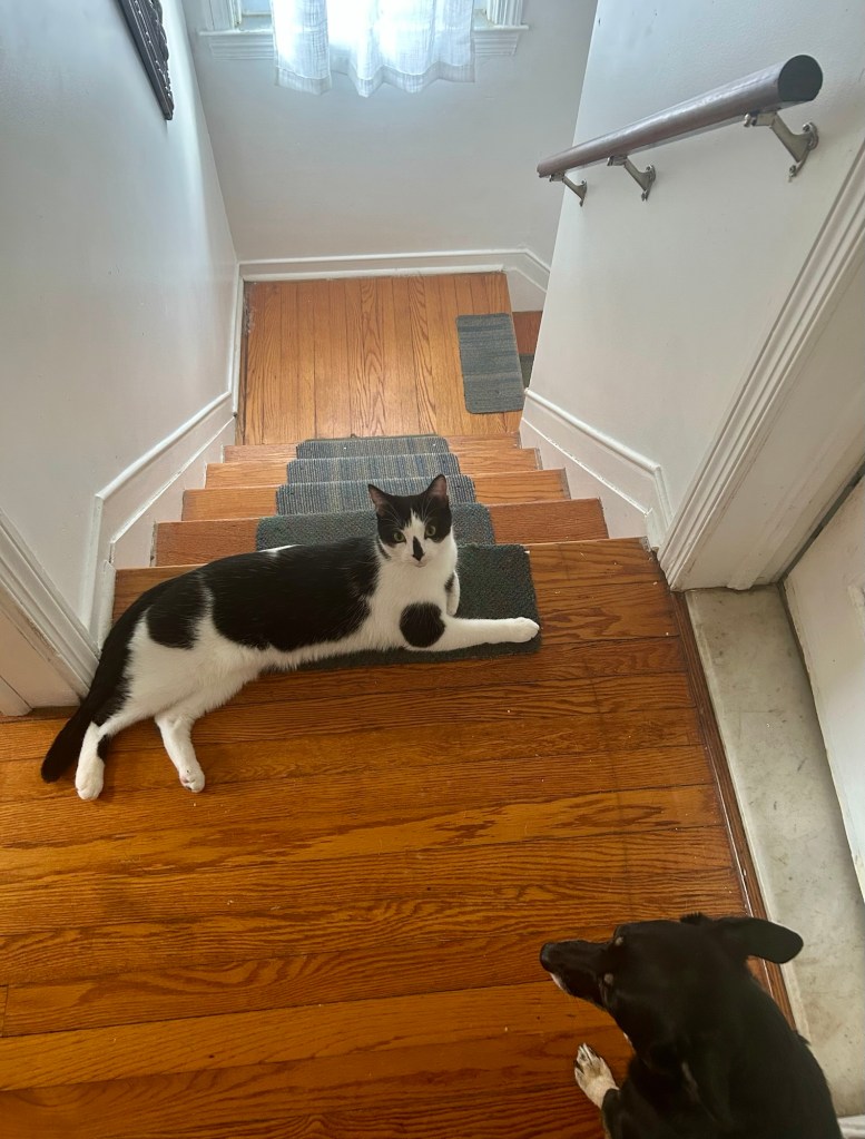 A black and white cat stretches out at the top of a flight of stairs, preventing a little black dog with caramel paws from descending.