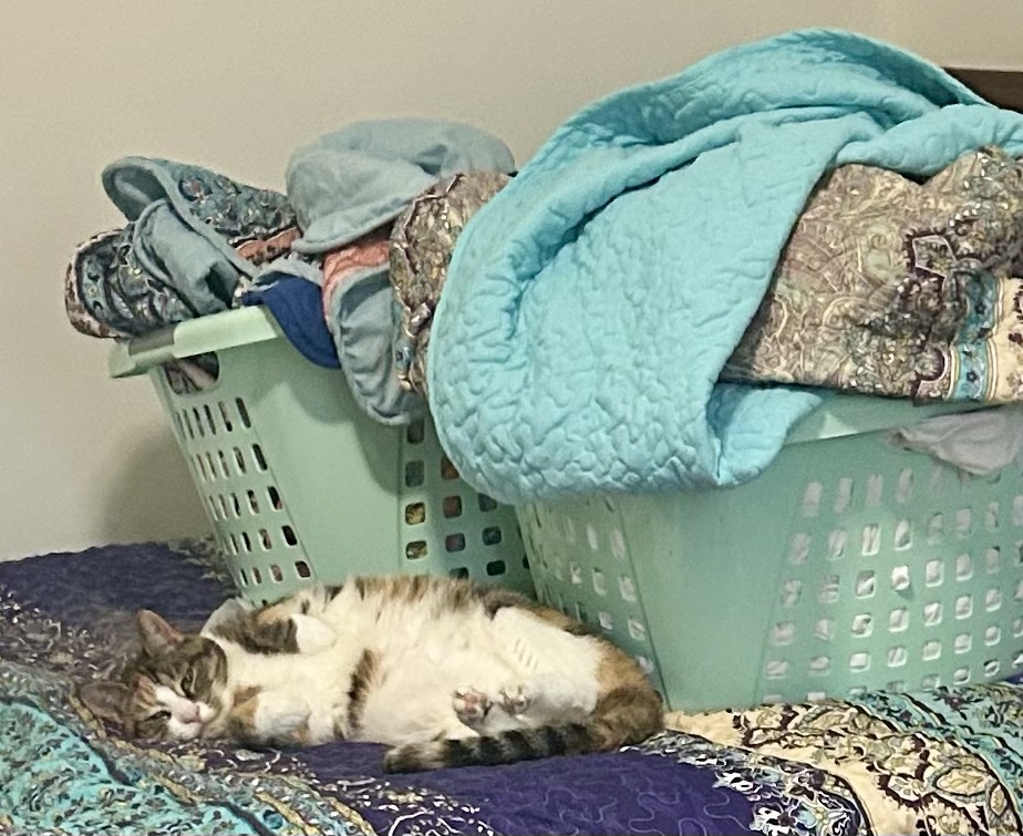 A pretty calico lounges on a bed, exposing her snowy white belly. Despite her relaxed position, she looks peeved. This may have something to do with the two large laundry baskets behind her, overflowing with bed linens.