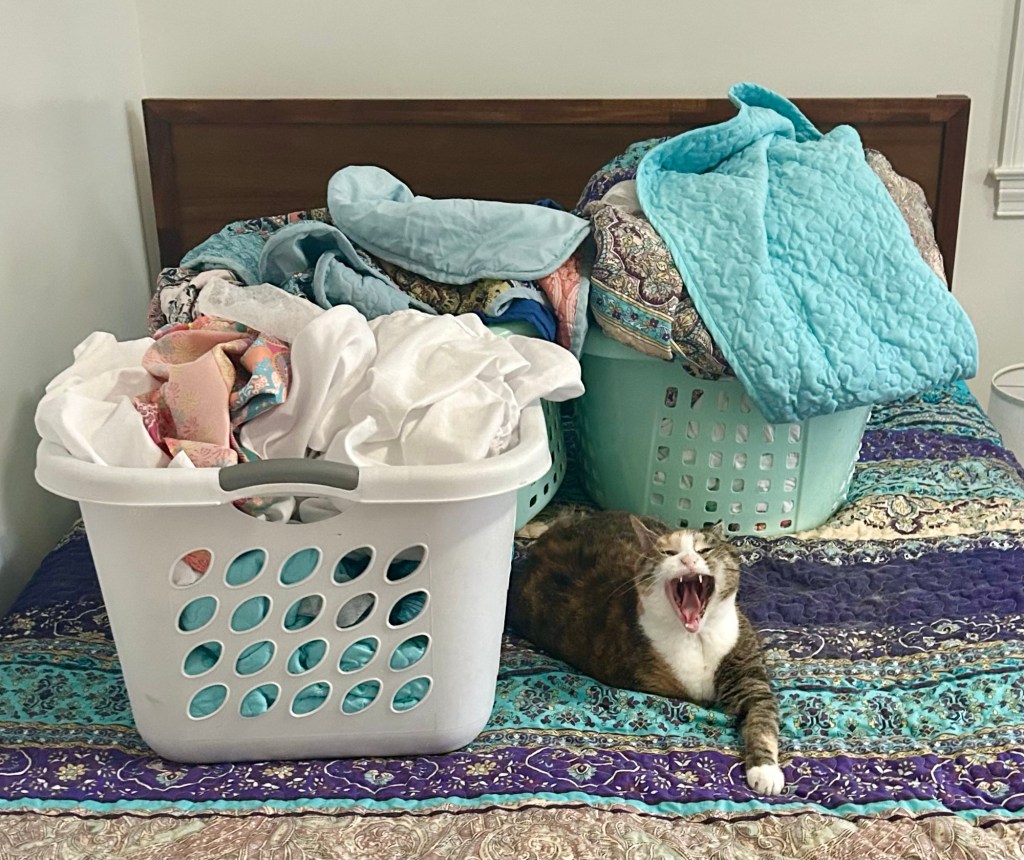 A pretty calico lies between three laundry baskets.  She is probably yawning, but she might also be screaming her displeasure at her human.