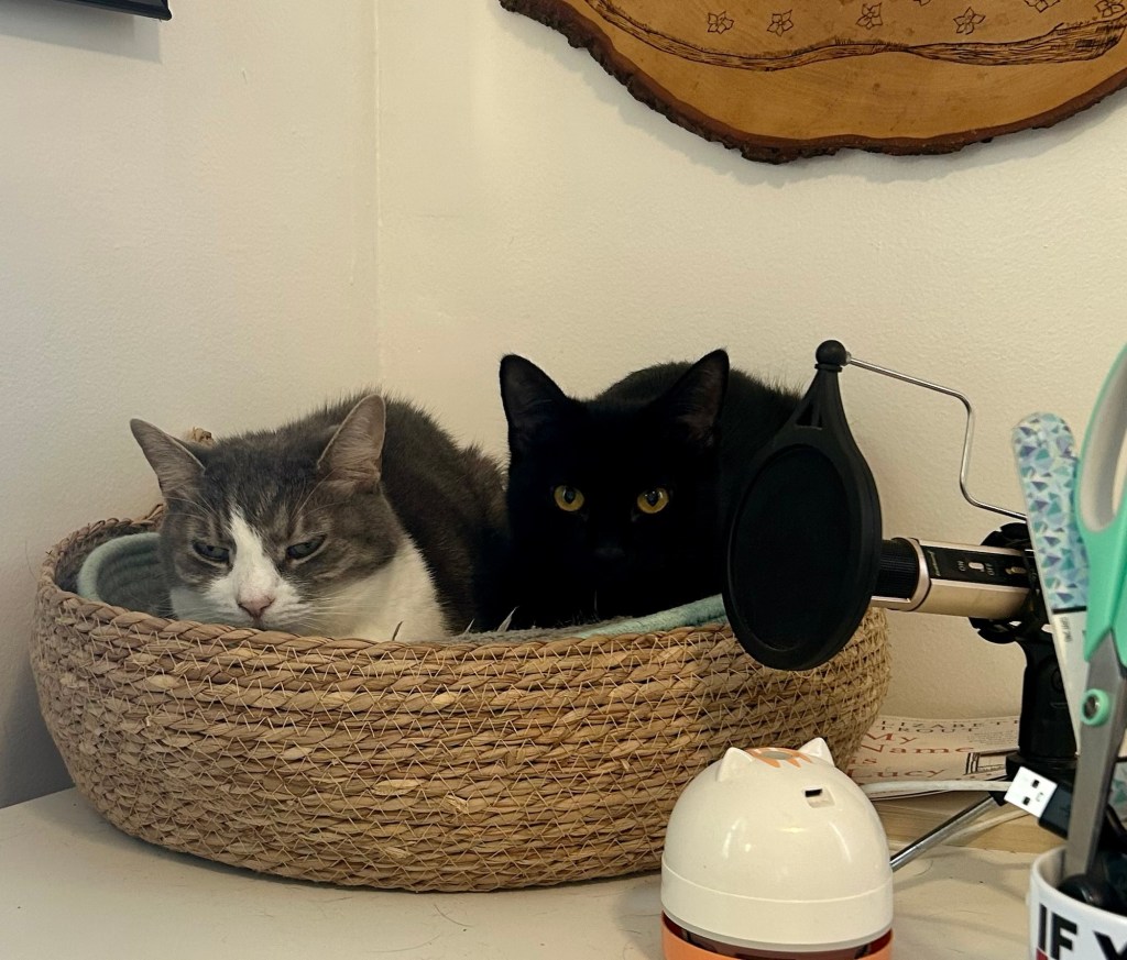 A young black cat and a pretty grey tabby share a small basket atop a home desk.  The tabby seems less enthusiastic about this arrangement than the little black cat.