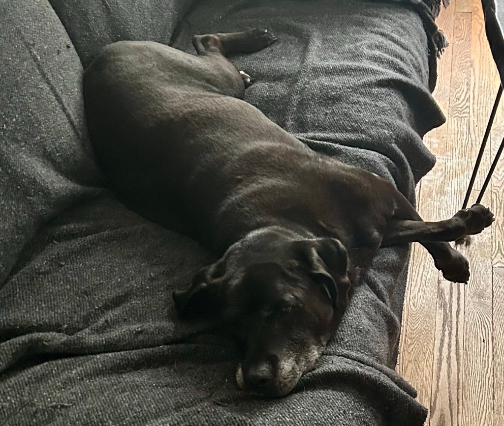 A beautiful black dog lays on a couch with her front legs crossed.