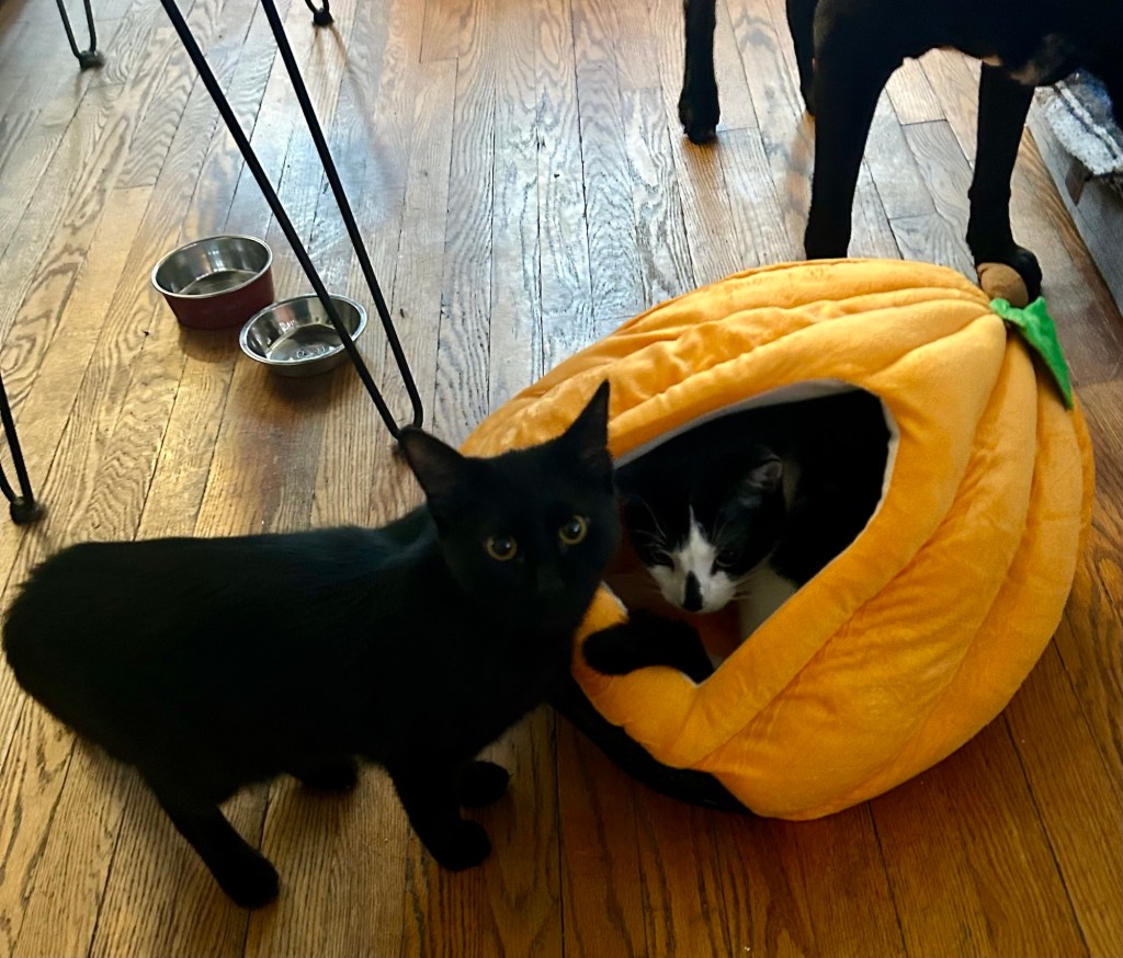 A young black cat stands in front of a pumpkin-shaped cat cubby.  His big tuxedo cat brother is installed in the pumpkin.