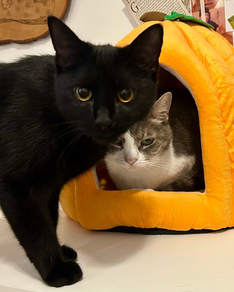 A young black cat stands in front of a pumpkin shaped cat cave in which a pretty grey tabby is installed.