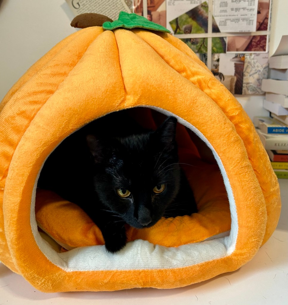 An adorable young black cat peeks out from inside a pumpkin-shaped cat cave.