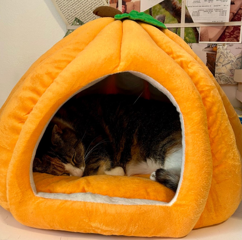 A pretty calico cat sleeps in a pumpkin-shaped cat cave.