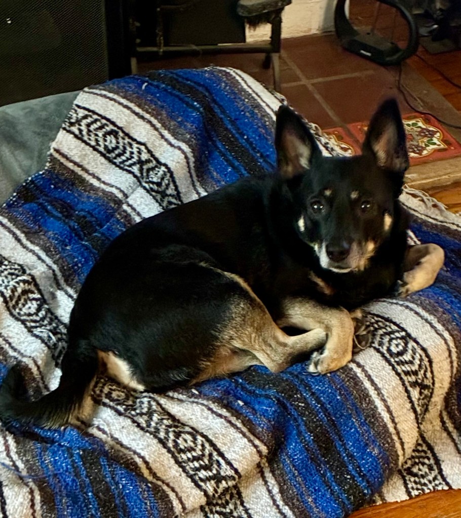 The same dog is sitting partially upright, looking much more alert.  She has heard a credible rumor that treats are coming.
