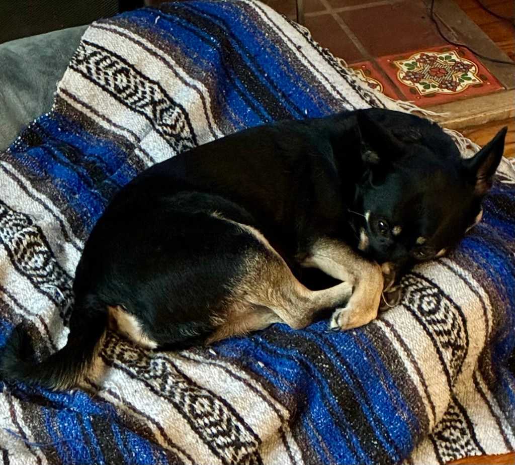 A pretty black dog with caramel markings settles in for a nap on a big dog bed.  She drapes a little paw over her nose.