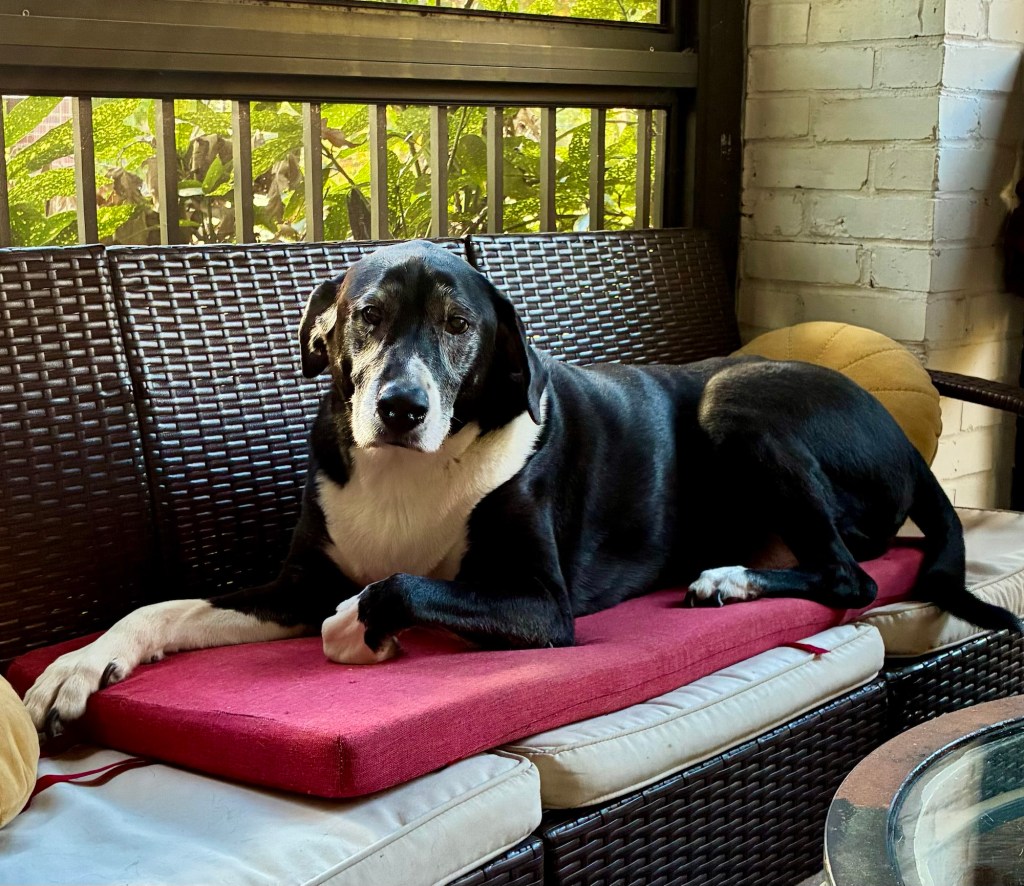 A handsome black and white hound lounges on a wicket couch on a screened porch.