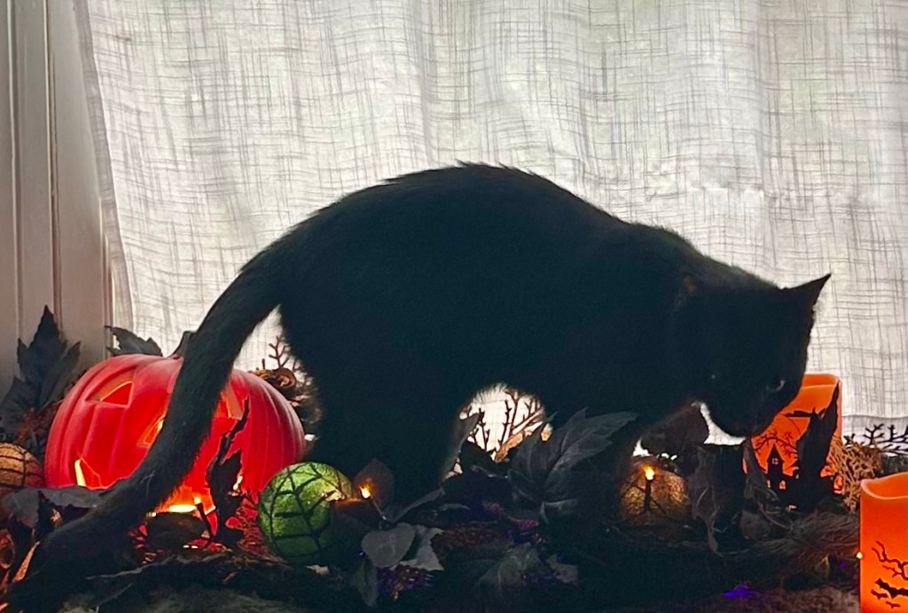 A young black cat investigates his Halloween decorations.