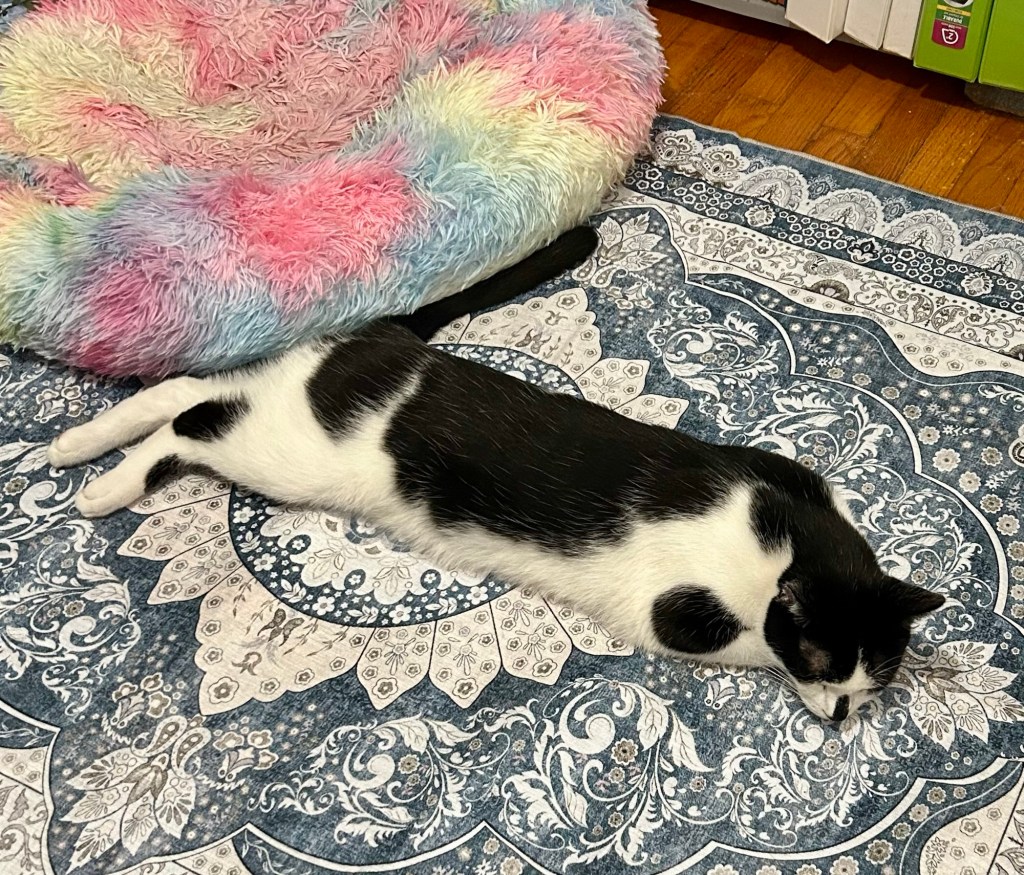A gorgeous tuxedo cat lays on his tummy, fully stretched out.