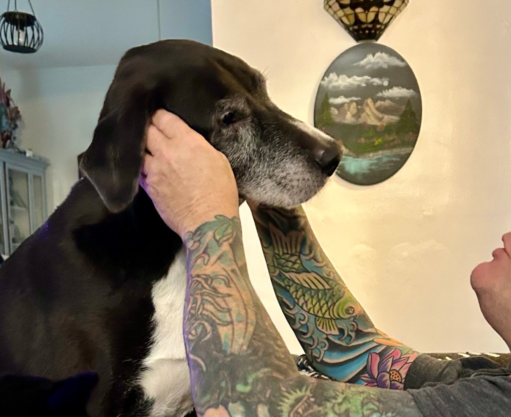 A handsome black and white hound looks at man meaningfully.