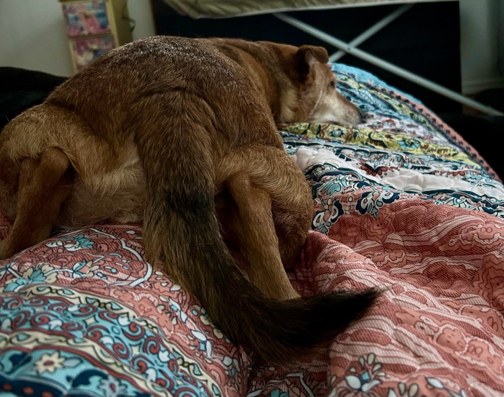 A handsome yellow dog lounges atop a woman’s legs, which are stretched out under a blanket.