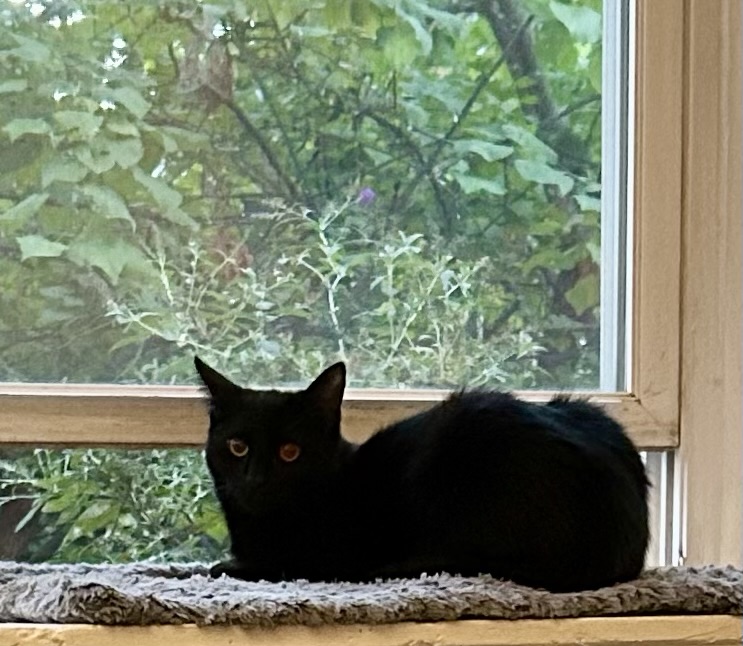 A handsome young black cat sits in a bay window.  Outside the window, all the foliage is still green.