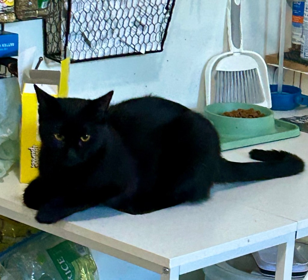 A sweet black cat loafs atop a kitchen work table with his long, inky tail curling behind him.